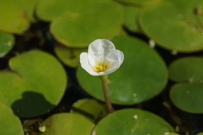 Водокрас лягушачий или обыкновенный для водоемов: описание, цветение,  фото-видео обзор