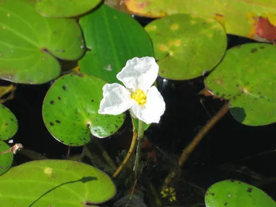 Коллекционный объект БСИ ДВО РАН: Hydrocharis Hydrocharis dubia (Водокрас  сомнительный)