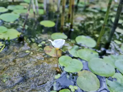 Зеленоград, новости: Редкие водные растения зацвели в Зеленограде