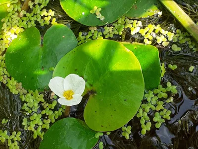 Водное растение и его соседи