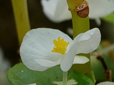 Hydrocharis morsus-ranae L., Водокрас лягушачий (World flora) - Pl@ntNet  identify