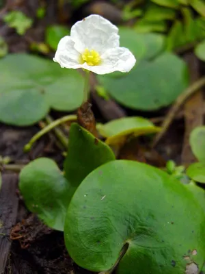 Водокрас