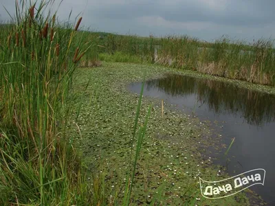 Водокрас лягушачий фото описание