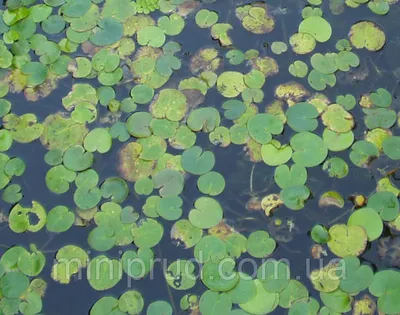 Водяные украшения: в июле на водоемах массово цветет росянка круглолистная  и водокрас / Новости города / Сайт Москвы