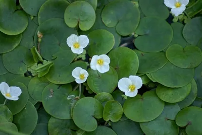 Водокрас обыкновенный, водокрас лягушачий (Hydrocharis morsusranae) |  Aquarium-Style