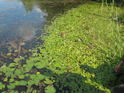 Водокрас