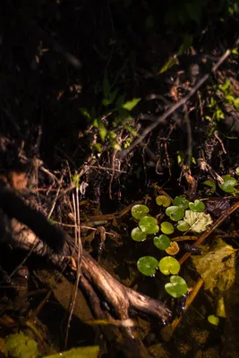 Hydrocharis morsus-ranae L. - Водокрас обыкновенный