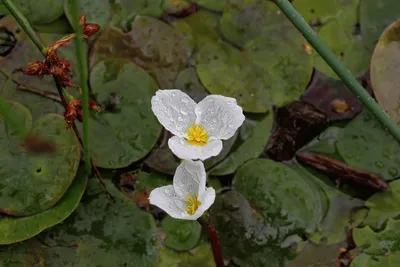 Водокрас лягушачий (Hydrocharis morsus-ranae): описание, содержание, фото и  отзывы