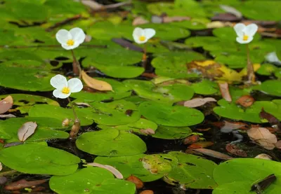 Водокрас, лягушатник, водокрас лягушачий купить ▻PRUDIKI.RU