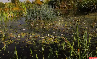 Водокрас лягушачий (Hydrocharis morsus-ranae)