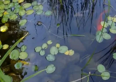 Водокрас растение для водоемов: [фото, как выглядит, виды]