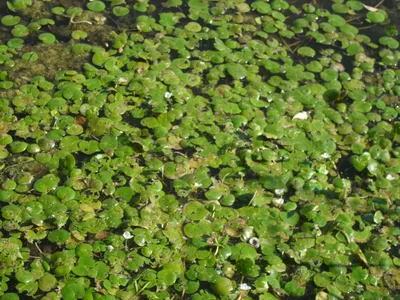 Пресноводный водоём. Растения. Важность рек, озёр и водоёмов. | ВКонтакте