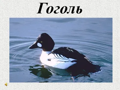 Водоплавающие птицы Беларуси - 40 фото
