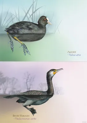 Какие птицы могут стать новыми видами в фауне Беларуси? Часть вторая