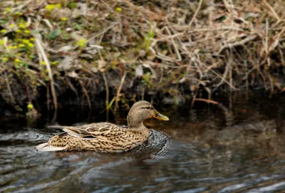 В Беларуси 320 видов птиц. Протокол заседания БОФК от 12 января 2011 г. |  BirdWatch.by