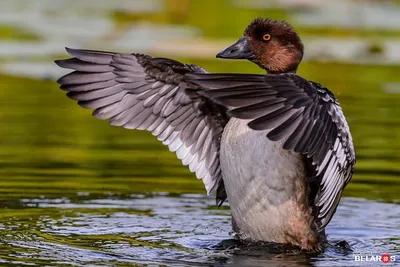 Водоплавающая