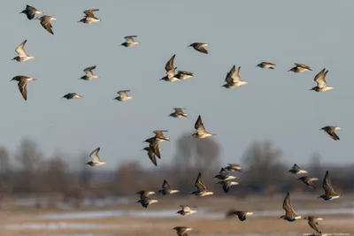 Уничтожение гнёзд птиц в Беларуси запрещено с 16 февраля