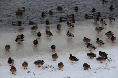Прошел зимний учет водоплавающих птиц Беларуси