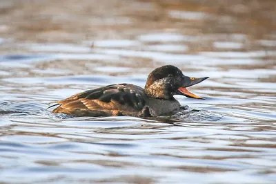 Чибис (Vanellus vanellus). Птицы Беларуси.