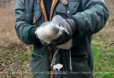 В Беларусь вернулись первые перелетные птицы - KP.RU