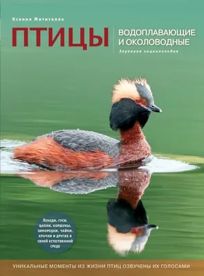Весеннюю охоту на птиц и капканы запретят в Беларуси