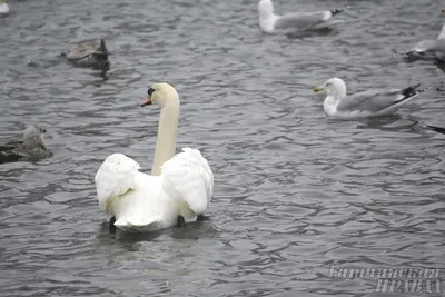 Озеро Белое в Гатчине стало пристанищем для редких зимующих птиц |  Маленькие открытия | Дзен