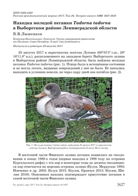Водоплавающие птицы средней полосы россии - картинки и фото poknok.art