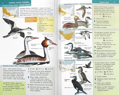 ЭкоГид: Птицы средней полосы