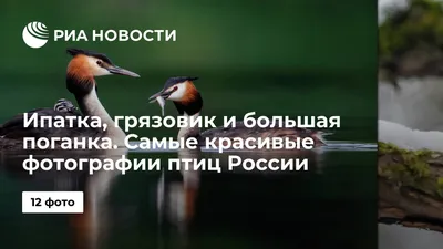 Редкие породы уток зафиксированы в парке \"Кузьминки-Люблино\" в ходе зимнего  учета водоплавающих - Агентство социальной информации