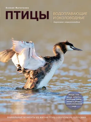 Пернатая любовь: краснокнижные водоплавающие начали создавать семьи /  Новости города / Сайт Москвы