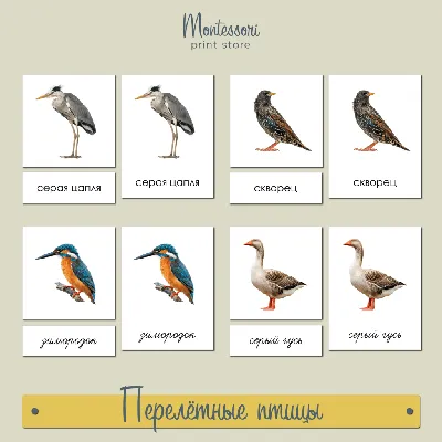 Интересные водоплавающие птицы России | Пикабу