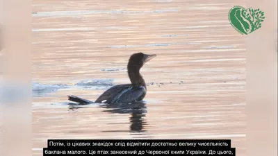 Водоплавающие птицы украины фото фото