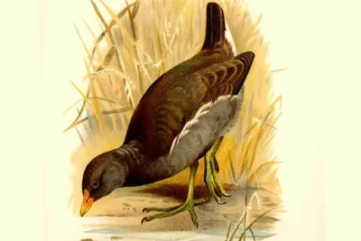 Камышница - охотничья птица, водоплавающая дичь