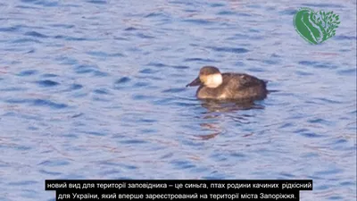 В Украине умерла гуся, которая родилась еще в советском союзе - Патріот  Донбасу