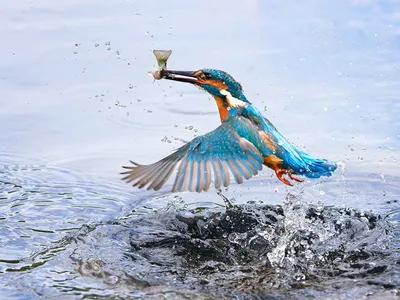 Крылатые рекорды. 7 примечательных птиц, живущих на реках Украины - ФОКУС
