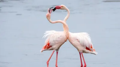 Морянка (Clangula hyemalis). Фотогалерея птиц. Фотографии птиц России,  Беларуси, Украины, Казахстана, Таджикистана, Азербайджана.