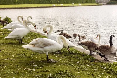 Зимовье птиц. Много диких уток на льду водоема.Парк Глобы в Днепре. Украина.  foto de Stock | Adobe Stock