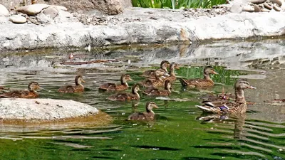 Мандаринка (Aix galericulata). Фотогалерея птиц. Фотографии птиц России,  Беларуси, Украины, Казахстана, Таджикистана, Азербайджана.