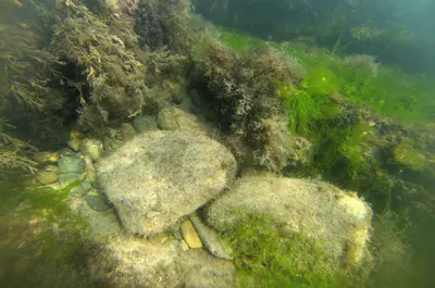 Водоросли Черного моря — Фото, названия и описание