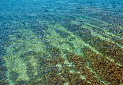 Водоросли Черного моря — Фото, названия и описание