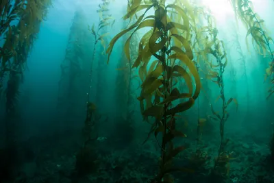 Водоросли черного моря, чем полезны, разновидности, как использовать