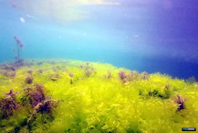 Черное море стало зеленым - опубликованы зрелищные фото и видео с одесских  пляжей - Апостроф