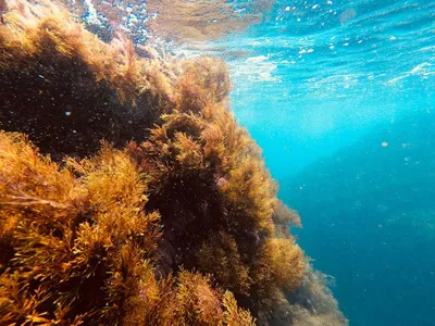 прибрежные водоросли Черного моря — Фото №122050