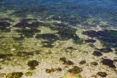 Море в Одессе позеленело, на пляжах цветут водоросли: что происходит на  курортах | OBOZ.UA