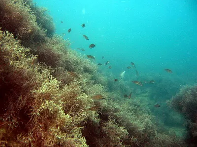 Прекрасная чистая вода черного моря с оттенками зеленого и синего Через  воду можно увидеть дно, водоросли и кораллы Стоковое Фото - изображение  насчитывающей экзотическо, сценарно: 157828182