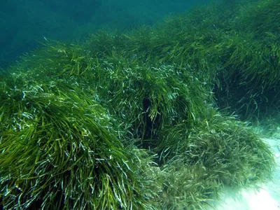 Все оттенки Черного моря: из-за цветения водорослей вода в Анапе приобрела  изумрудный цвет - KP.RU