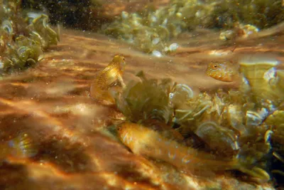 Прекрасная чистая вода черного моря с оттенками зеленого и синего Через  воду можно увидеть дно, водоросли и кораллы Стоковое Изображение -  изображение насчитывающей экзотическо, ландшафт: 157828385