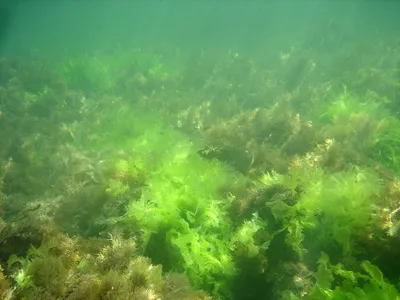 Морские водоросли: невостребованное богатство – GoArctic.ru – Портал о  развитии Арктики