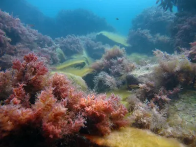 Съедобные водоросли черного моря - 74 фото