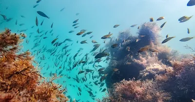 В Одессе началось цветение Черного моря: обнаружены токсичные водоросли:  фото – новости Одессы | ЭкоПолитика